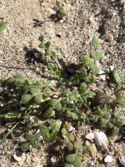 Phacelia stellaris
