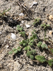 Phacelia stellaris