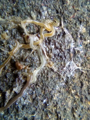 Nemertopsis bivittata