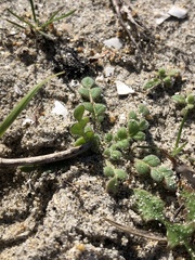 Phacelia stellaris