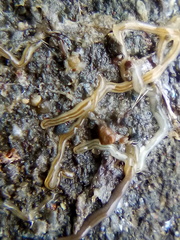 Nemertopsis bivittata