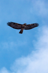 Buteo jamaicensis