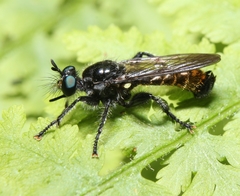 Laphria canis