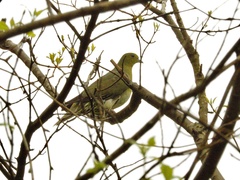 Treron sieboldii sieboldii