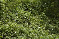 Actinidia kolomikta