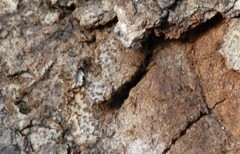 Trichomyrmex destructor