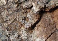 Trichomyrmex destructor