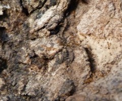 Trichomyrmex destructor