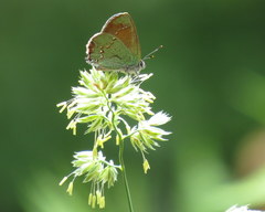 Callophrys affinis apama