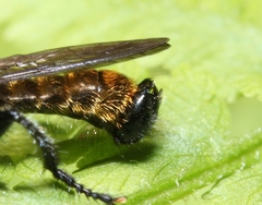 Laphria canis