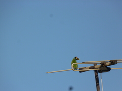 Psilopogon haemacephalus