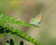 Callophrys affinis apama