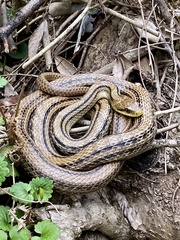 Elaphe quadrivirgata