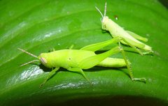 Stenocatantops angustifrons