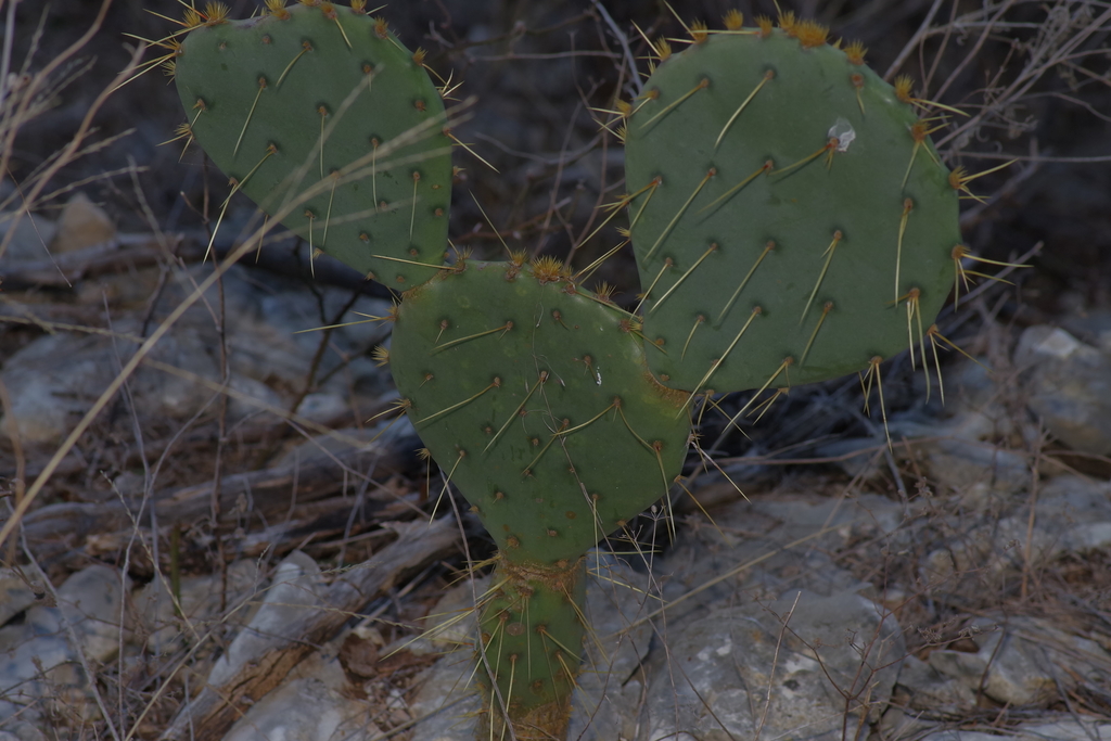 Opuntia orbiculata, Williamson County, US-TX, US
