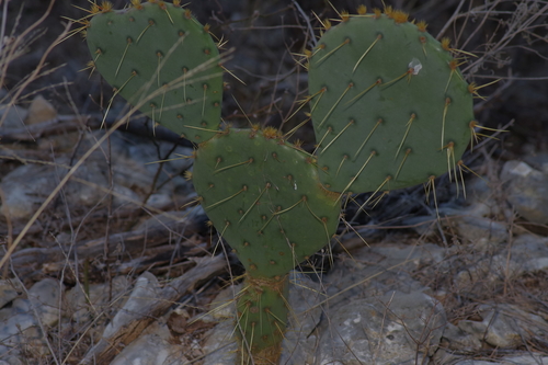 Opuntia orbiculata