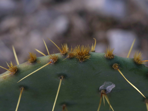 Opuntia orbiculata