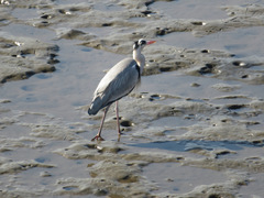 Ardea cinerea
