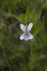 Viola acuminata