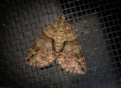 Polyclysta hypogrammata