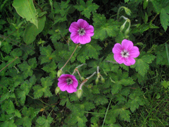 Geranium procurrens