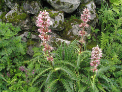 Morina longifolia