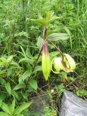 Lilium nepalense