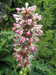 Morina longifolia
