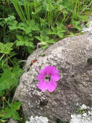 Geranium procurrens