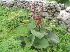 Rheum australe