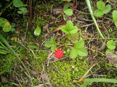Fragaria nubicola