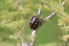 Pachycoris klugii