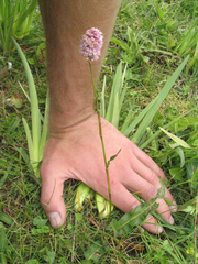 Bistorta macrophylla