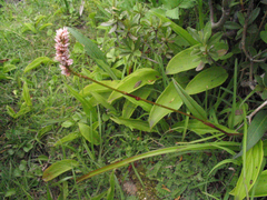 Bistorta macrophylla