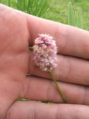 Bistorta macrophylla