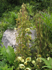 Meconopsis napaulensis