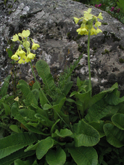 Primula sikkimensis