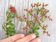 Rhodiola bupleuroides