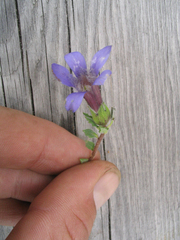 Cyananthus incanus