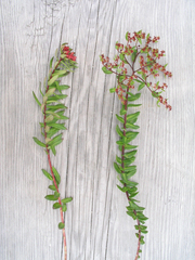 Rhodiola bupleuroides