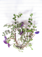 Tibetia himalaica