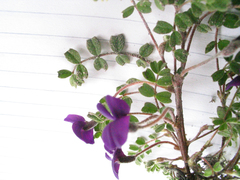 Tibetia himalaica