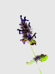 Nepeta lamiopsis