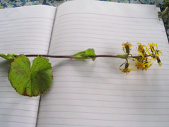 Ligularia fischeri