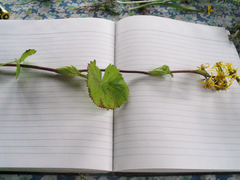 Ligularia fischeri
