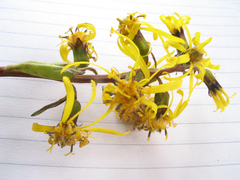 Ligularia fischeri