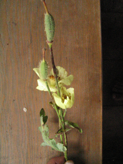 Meconopsis paniculata