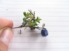 Gaultheria trichophylla