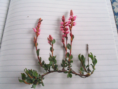 Bistorta vacciniifolia