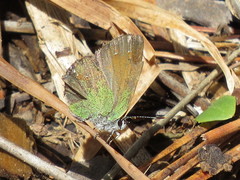 Callophrys affinis apama